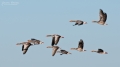101_Biebrza - marzec 2013
